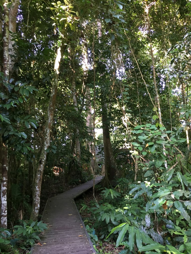 キャノピーウォーク（Mutiara Taman Negara）